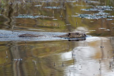 BUITEN BEELD Foto: 126435