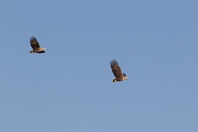 BUITEN BEELD Foto: 126441