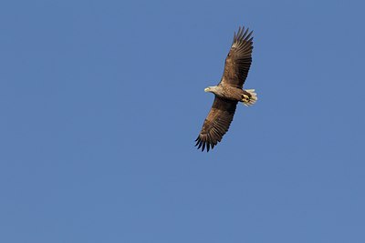 BUITEN BEELD Foto: 126443