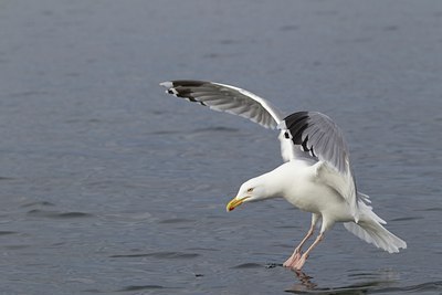 BUITEN BEELD Foto: 126463