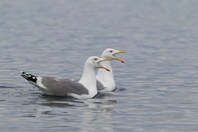BUITEN BEELD Foto: 126474