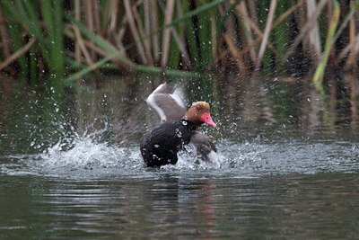 BUITEN BEELD Foto: 126490