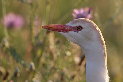 BUITEN BEELD Foto: 126516