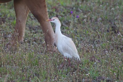 BUITEN BEELD Foto: 126517