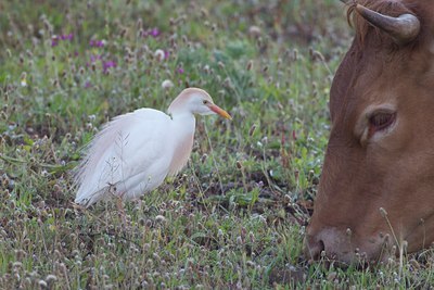 BUITEN BEELD Foto: 126518