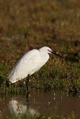 BUITEN BEELD Foto: 126523