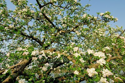 BUITEN BEELD Foto: 126542