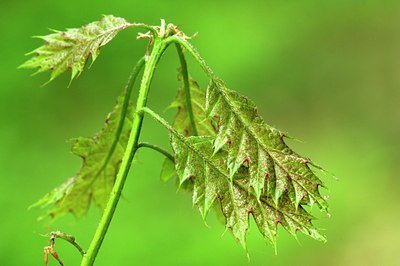 BUITEN BEELD Foto: 126546