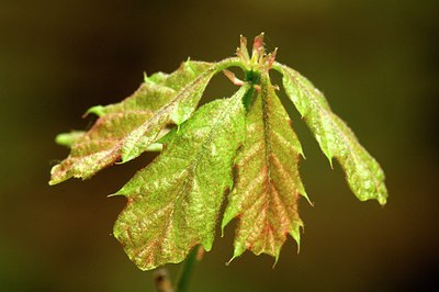 BUITEN BEELD Foto: 126547