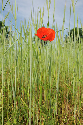 BUITEN BEELD Foto: 126576