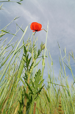 BUITEN BEELD Foto: 126577