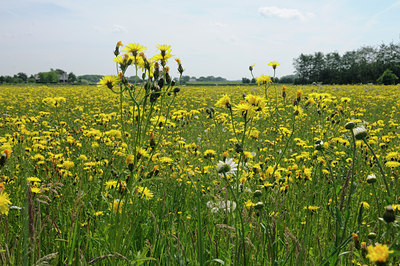 BUITEN BEELD Foto: 126585