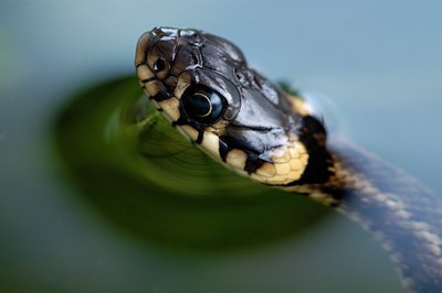 BUITEN BEELD Foto: 126605