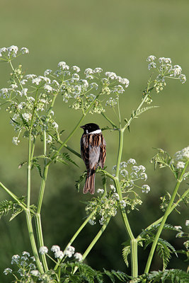 BUITEN BEELD Foto: 126648