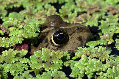 BUITEN BEELD Foto: 126650