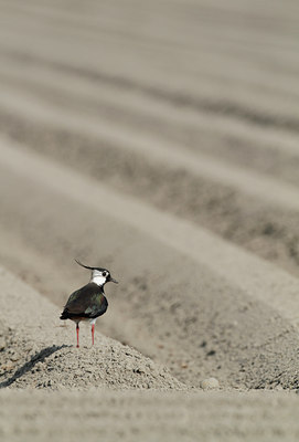 BUITEN BEELD Foto: 126785