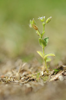 BUITEN BEELD Foto: 126791