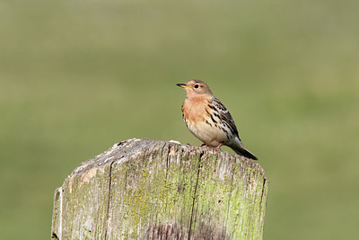 BUITEN BEELD Foto: 126815