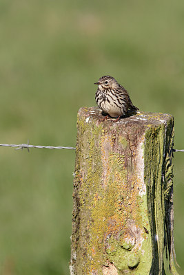 BUITEN BEELD Foto: 126819