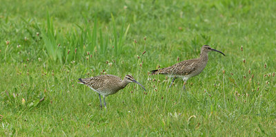 BUITEN BEELD Foto: 126836