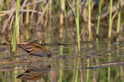 BUITEN BEELD Foto: 126866