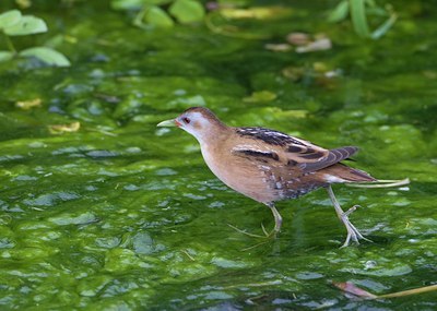 BUITEN BEELD Foto: 126868
