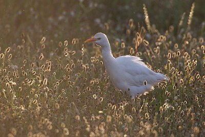 BUITEN BEELD Foto: 126918