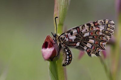 BUITEN BEELD Foto: 126920