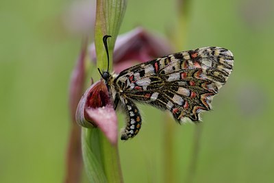 BUITEN BEELD Foto: 126925