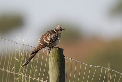 BUITEN BEELD Foto: 126927