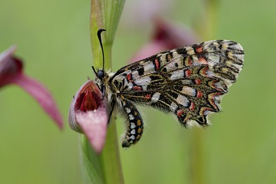 BUITEN BEELD Foto: 126928