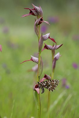 BUITEN BEELD Foto: 126933