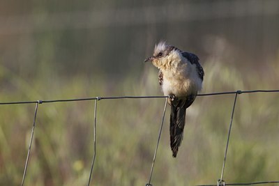 BUITEN BEELD Foto: 126935