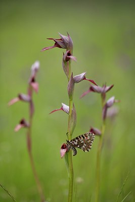 BUITEN BEELD Foto: 126936