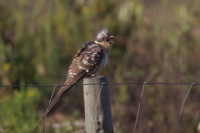 BUITEN BEELD Foto: 126937
