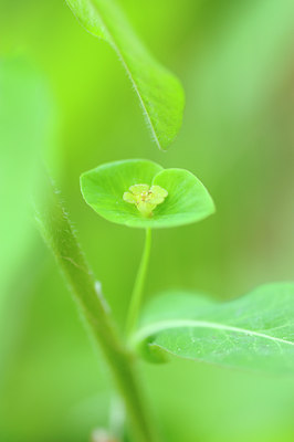 BUITEN BEELD Foto: 126945