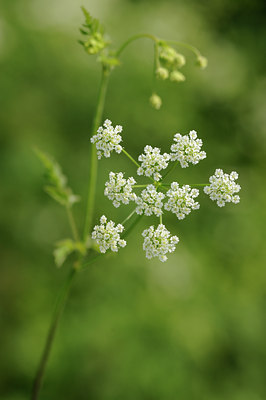 BUITEN BEELD Foto: 126963