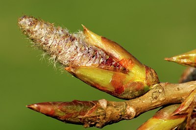 BUITEN BEELD Foto: 126993