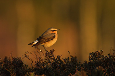 BUITEN BEELD Foto: 127075