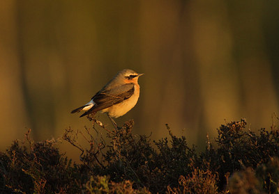 BUITEN BEELD Foto: 127078