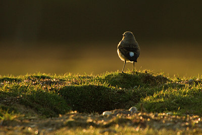 BUITEN BEELD Foto: 127083