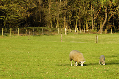 BUITEN BEELD Foto: 127086