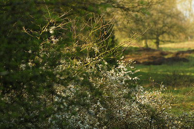 BUITEN BEELD Foto: 127131