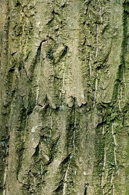 BUITEN BEELD Foto: 127147