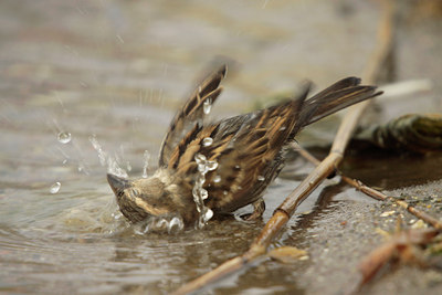 BUITEN BEELD Foto: 127197