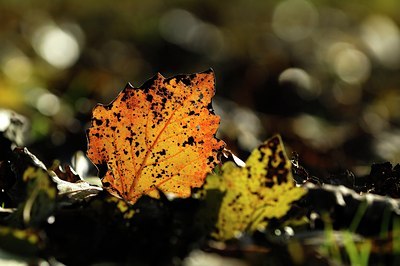 BUITEN BEELD Foto: 127206