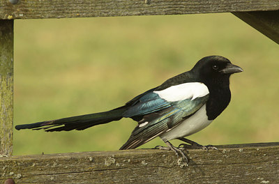 BUITEN BEELD Foto: 127207