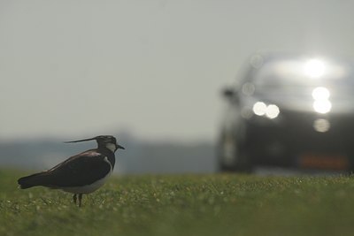 BUITEN BEELD Foto: 127222