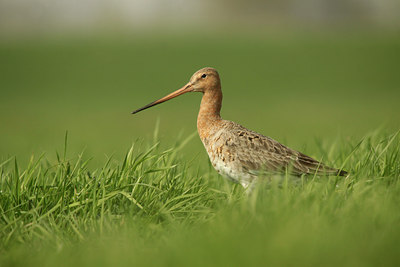 BUITEN BEELD Foto: 127235