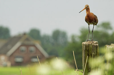 BUITEN BEELD Foto: 127237